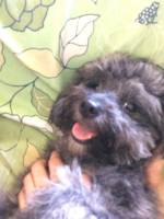 happy pup