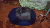 doggy sleeping