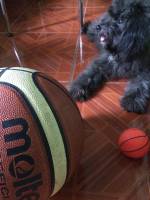 Pomapoo, Dog, Cute