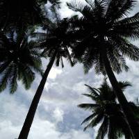 coconut