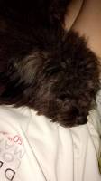 Dog, Puppy, Sleeping