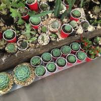 succulents