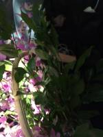 Pink Flowers