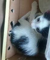 kittie