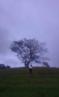 tree, hilltop