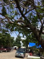 Tree, Sky