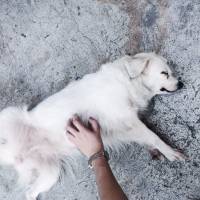 Cute Dog, Dog Smiling, White Fur Dog