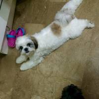 Toy Dog, Cute Dog, Dog Laying On His Stomach