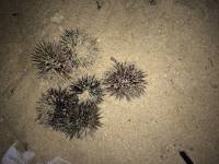 Sea Urchin, Beach, Sand