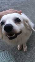 Cute Dog, Dog Smiling, White Fur Dog