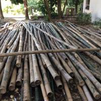 Bamboos
