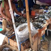 Fish for sale