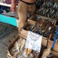 Fish for sale