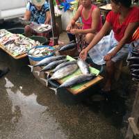 Fish for sale