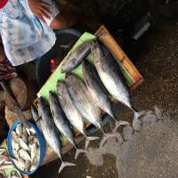 Fish for sale