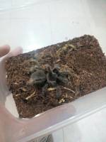 Anyone who can guess this type of Tarantula 