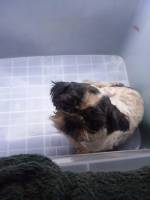 #dogs, #pets, #shihtzu