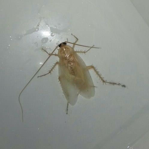 Cockroach, newly molted, lol