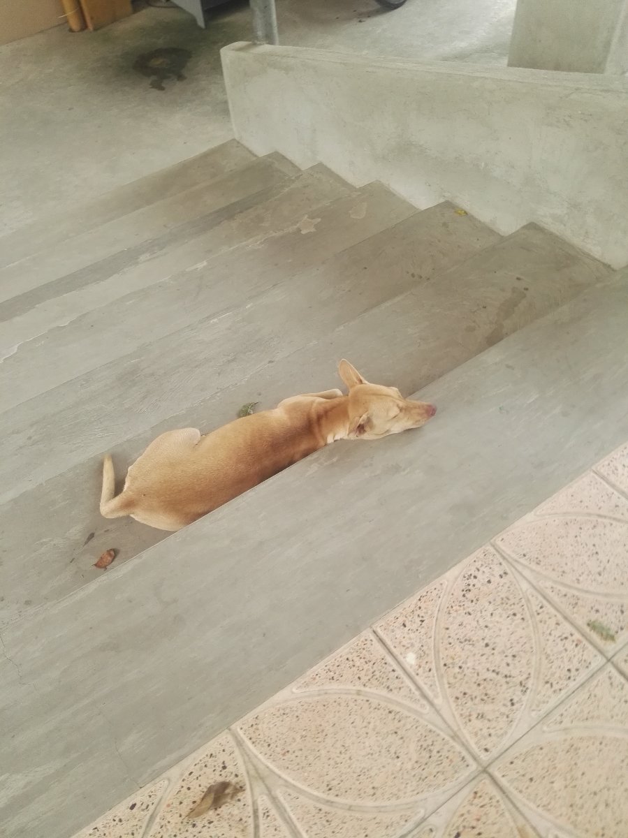 Cute dog sleeping