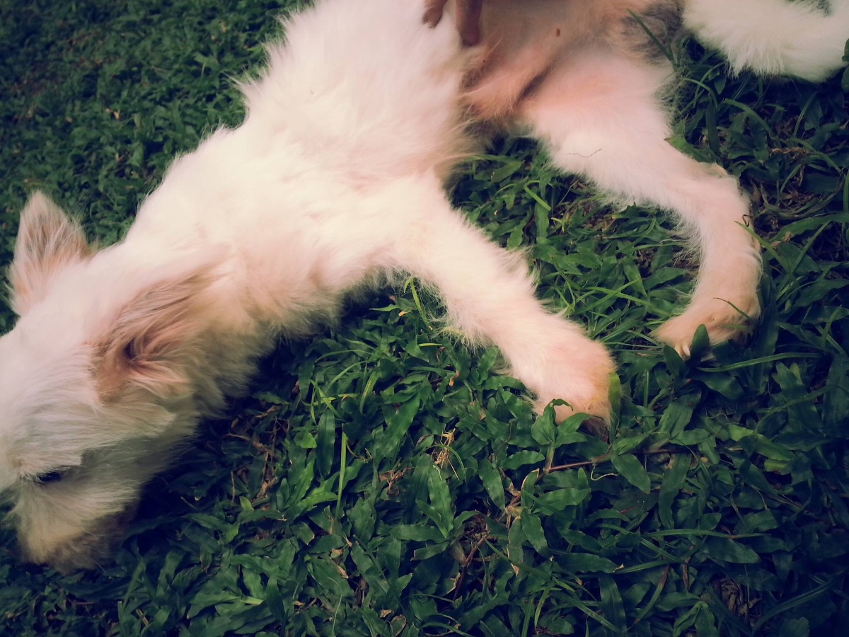 Dog, like it 