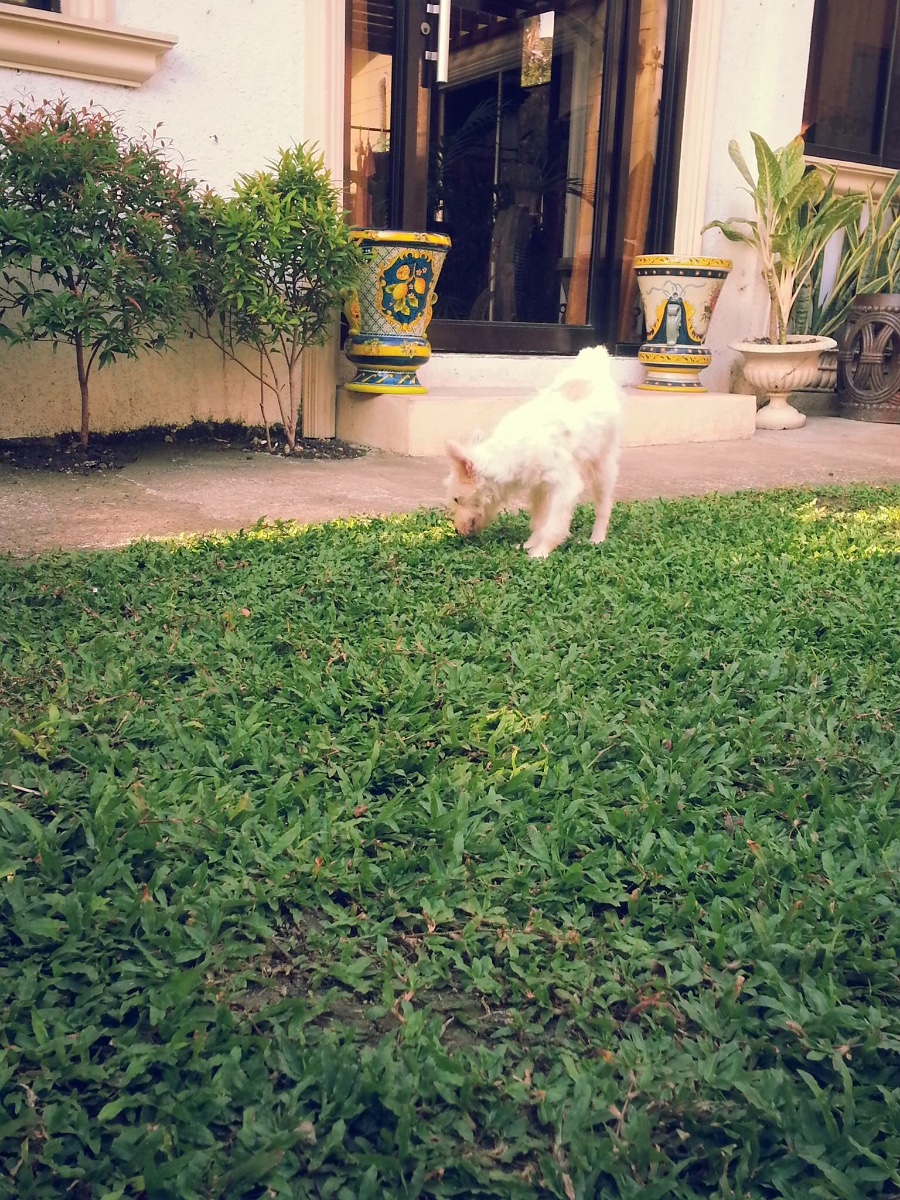 Dog