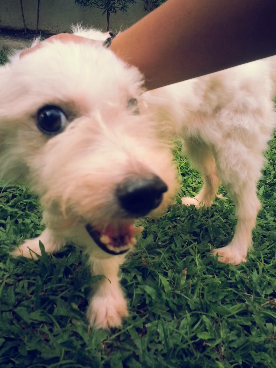 Hello there, dog