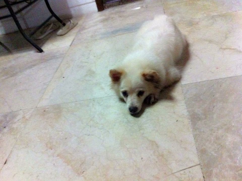 Tired, dog