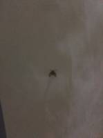 Hello there, insect