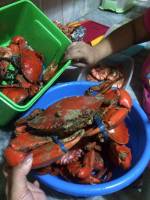 Crabs for lunch