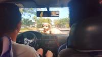 Actual car puppy on board