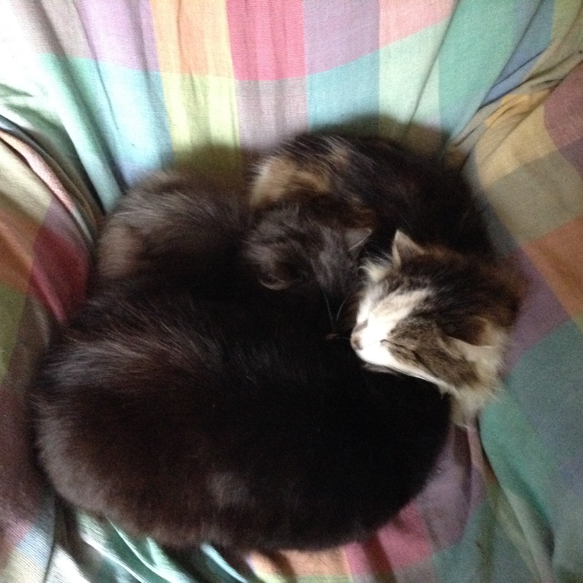 Kitty snuggles