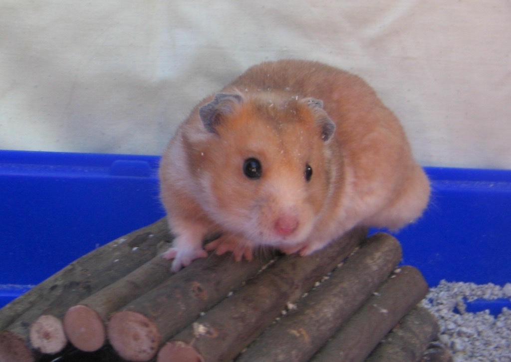 Shane the Hamster