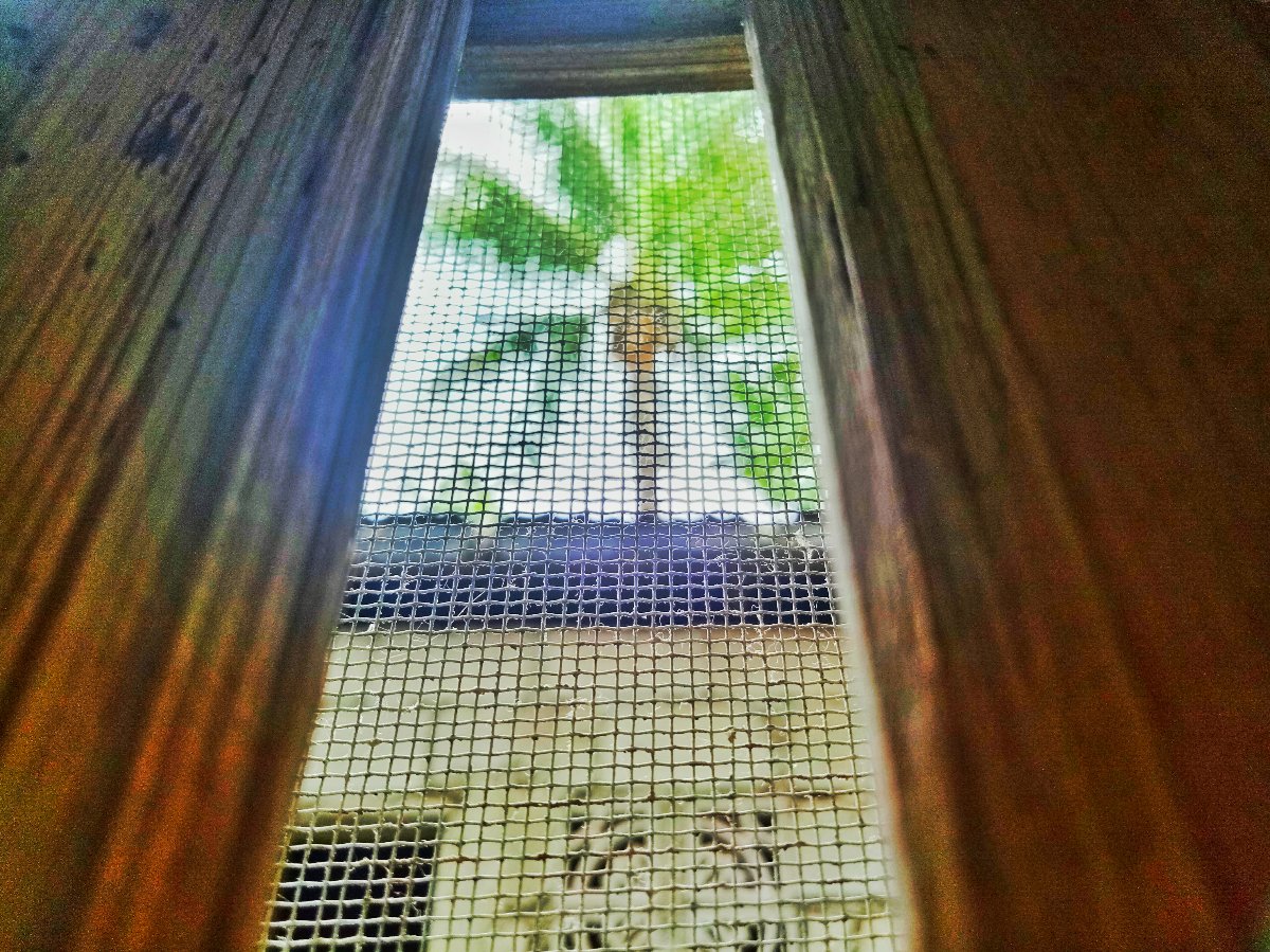 Coconut tree