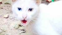Blue and yello eye, White Cat