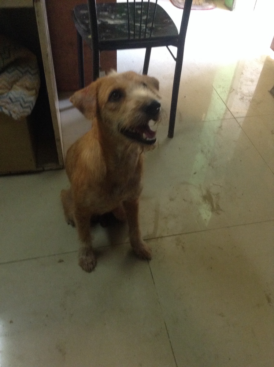 Dog, cute dog, doggy, doggie, puppy, cutedog
