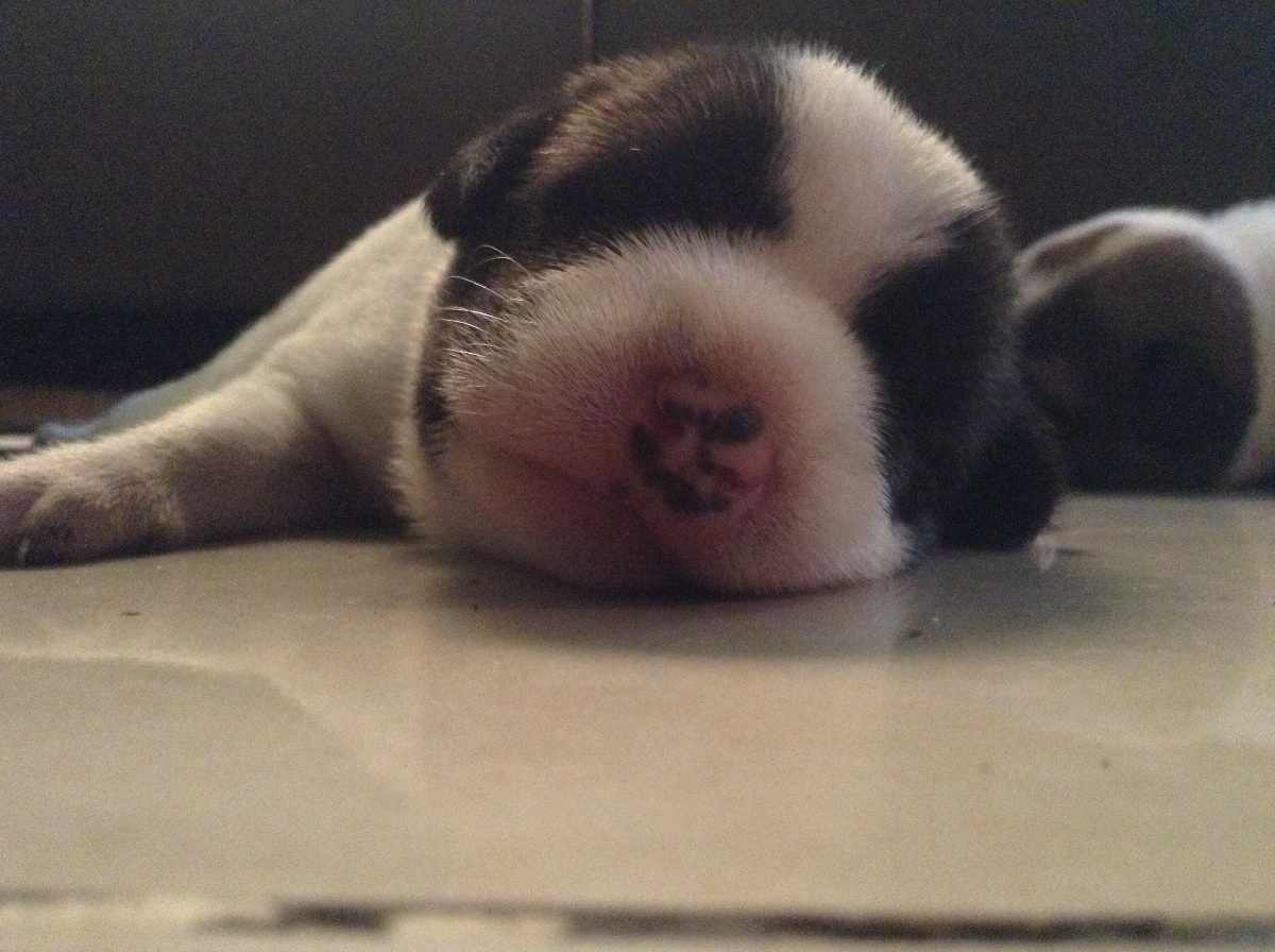 Pet, dog, puppy, cute dog, cutie