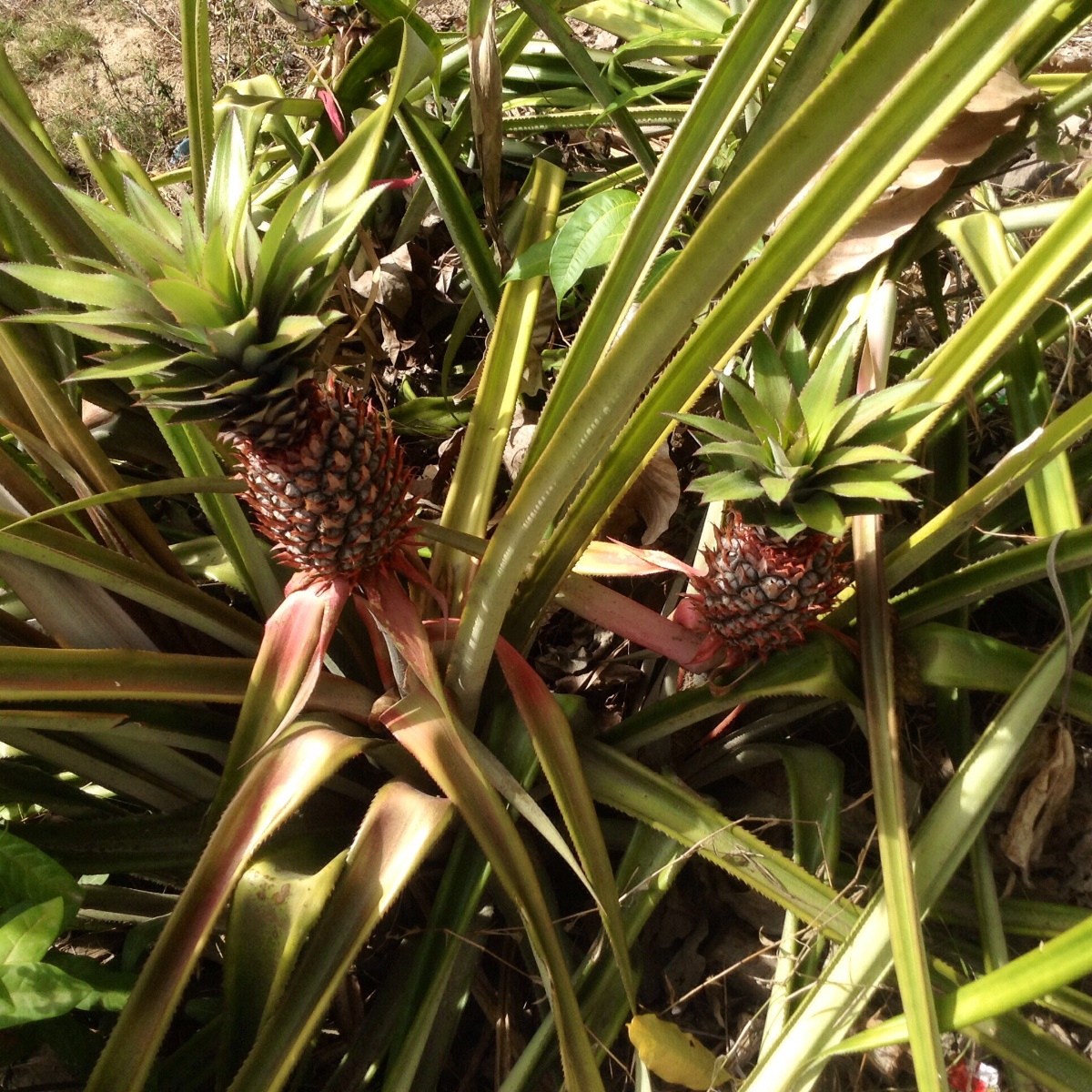 Pineapples, greenery, pines, babypines, baby pineapples