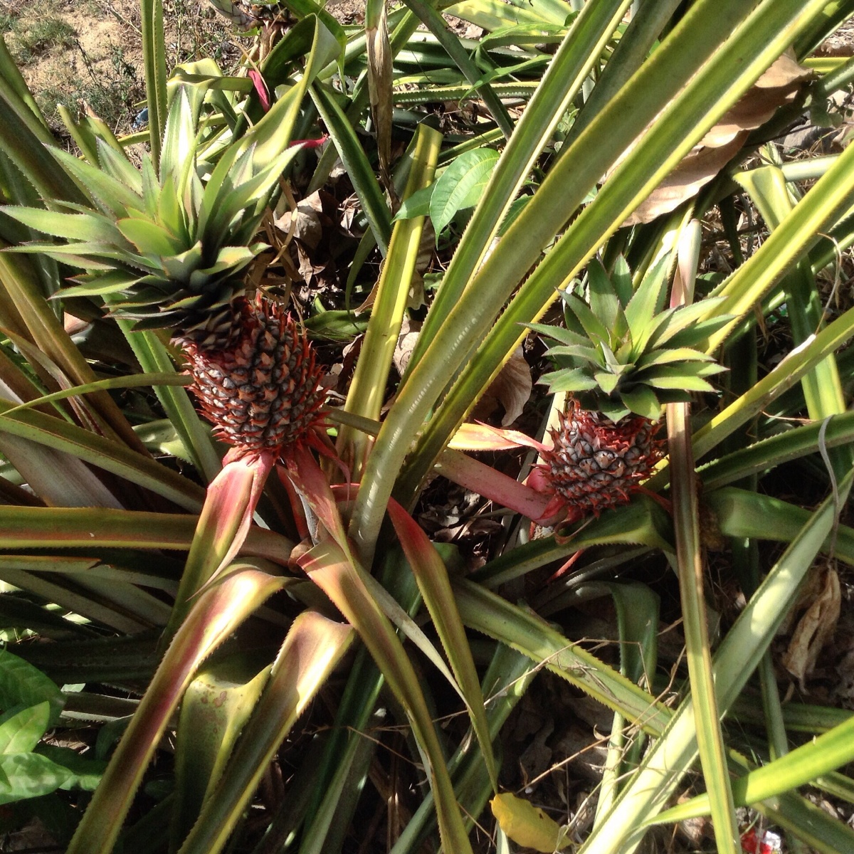 Pineapples