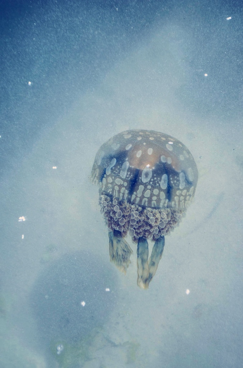 To the wild, jellyfish