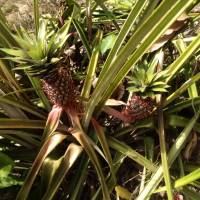 Pineapples