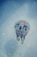To the wild, jellyfish