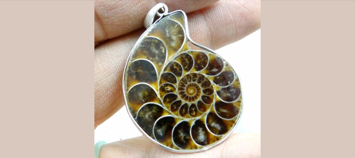Ammolite