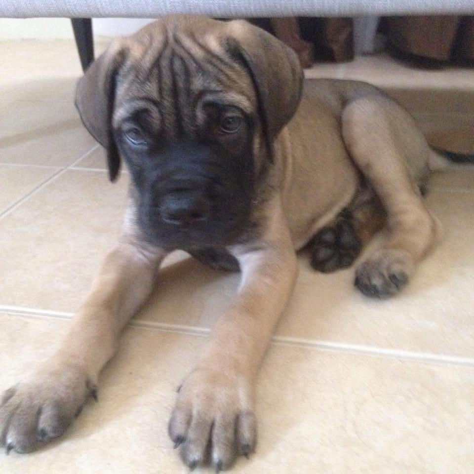 #bullma, #bullmastiff, #dog, #petlover