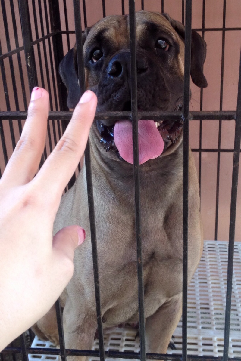 #bullmastiff, #dog, #cute, #baby, #her, #kaz, #love