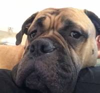 #bullmastiff, #dog, #cute, #baby, #her, #kaz, #love