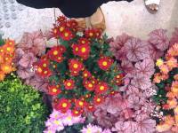 #flower, #pink, #red, #maroon, #shoes, #love, 