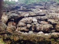 #scapegoat, #rock, #climbing