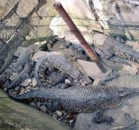 #zoo, #cebu, #crocs, #crocodile, #reptiles