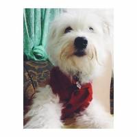 #maltese, #terrier, #fur, #faux, #dress, #baby, #girl, #female, #alpha