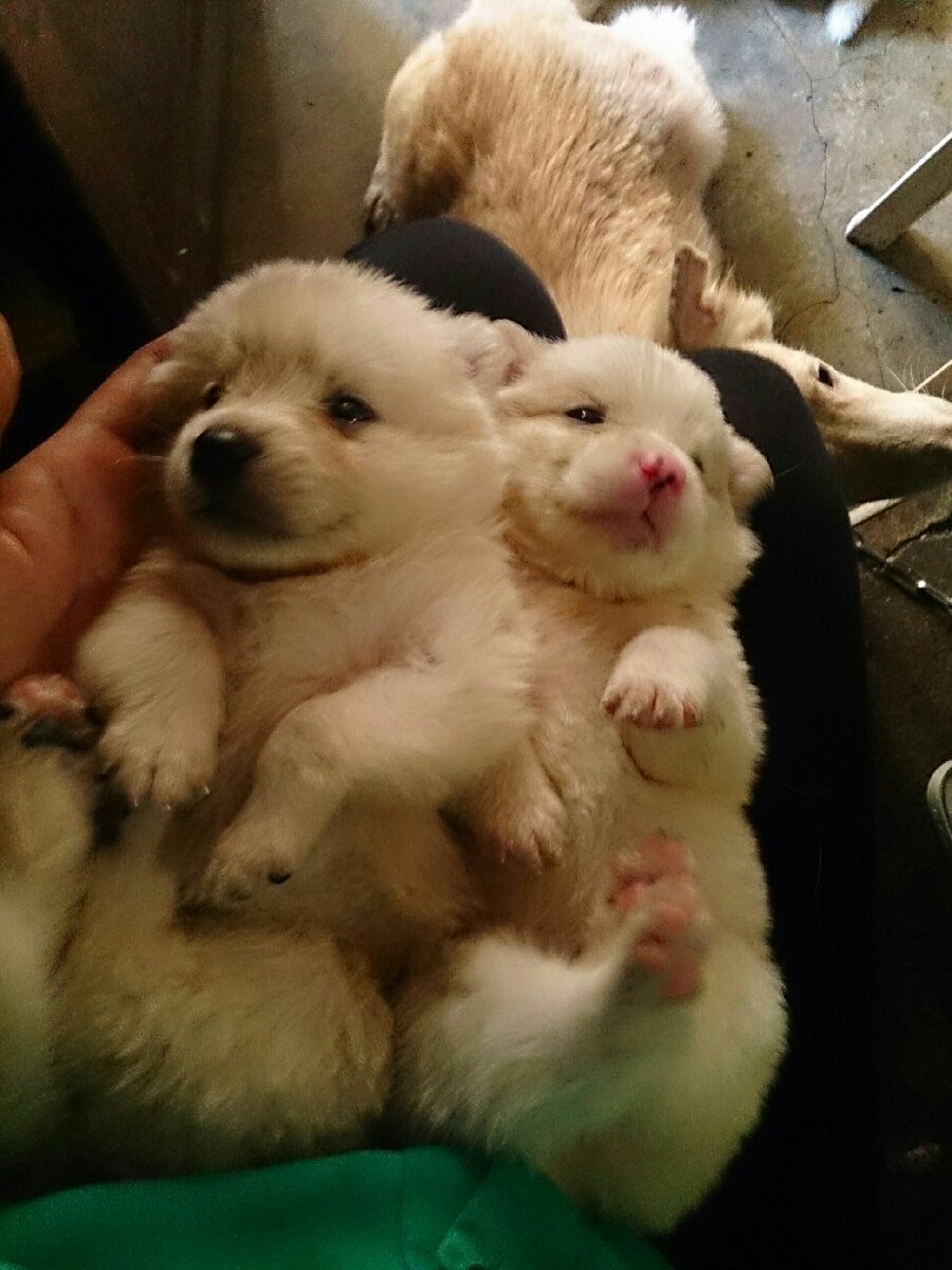 cutiepatootie